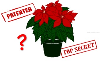 poinsettia